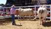Moura Bull Sale
