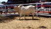 Moura Bull Sale