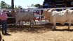 Moura Bull Sale