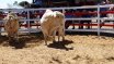 Moura Bull Sale