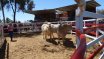 Moura Bull Sale