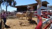 Moura Bull Sale