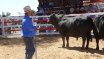 Moura Bull Sale