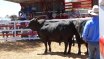 Moura Bull Sale