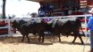 Moura Bull Sale