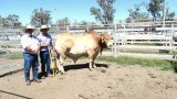 Moura Bull Sale