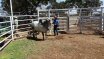 Clermont Beef Bull Sale