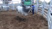 Clermont Beef Bull Sale
