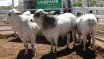 Clermont Beef Bull Sale