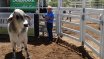 Clermont Beef Bull Sale