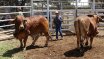Clermont Beef Bull Sale