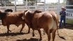 Clermont Beef Bull Sale