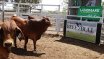 Clermont Beef Bull Sale