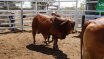Clermont Beef Bull Sale