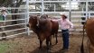 Clermont Beef Bull Sale