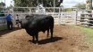 Clermont Beef Bull Sale