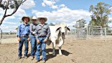 Clermont Beef Bull Sale