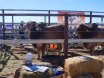 Richmond Field Days 2017