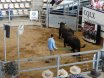 Murdeduke Angus Sale  