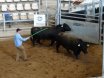 Murdeduke Angus Sale  