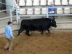 Murdeduke Angus Sale  