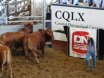 2016 National Droughtmaster Sale