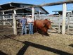 2016 National Droughtmaster Sale