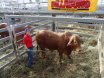 2016 National Droughtmaster Sale