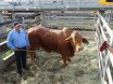 2016 National Droughtmaster Sale