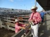 2016 National Droughtmaster Sale