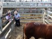 2016 National Droughtmaster Sale