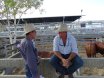 2016 National Droughtmaster Sale