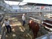 2016 National Droughtmaster Sale