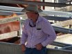 2016 National Droughtmaster Sale
