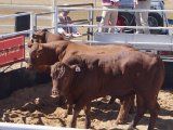 Richmond Field Days 2017
