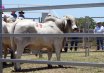 Bowen Cattle Sale and Field Day