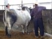 Big Country Sale Tops At $94,000