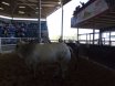 Big Country Sale Tops At $94,000