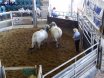 Big Country Sale Tops At $94,000