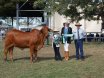 Rockhampton Junior Beef