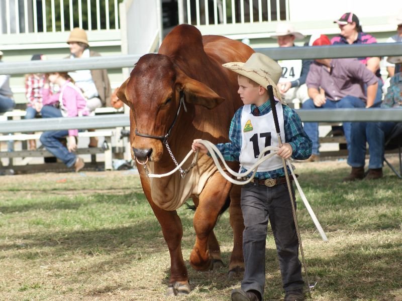Rockhampton Junior Beef Jim Pola Digital Marketing