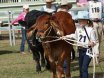 Rockhampton Junior Beef