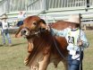 Rockhampton Junior Beef