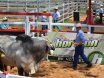Nobbs Family Bull Sale Moura