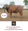 Big Country Sale Wrap Up