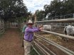 BEEF BULL SALE CLERMONT