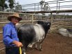 BEEF BULL SALE CLERMONT