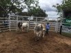 BEEF BULL SALE CLERMONT