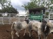 BEEF BULL SALE CLERMONT