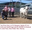 Rocky All Stars Elite Brahman Female Sale